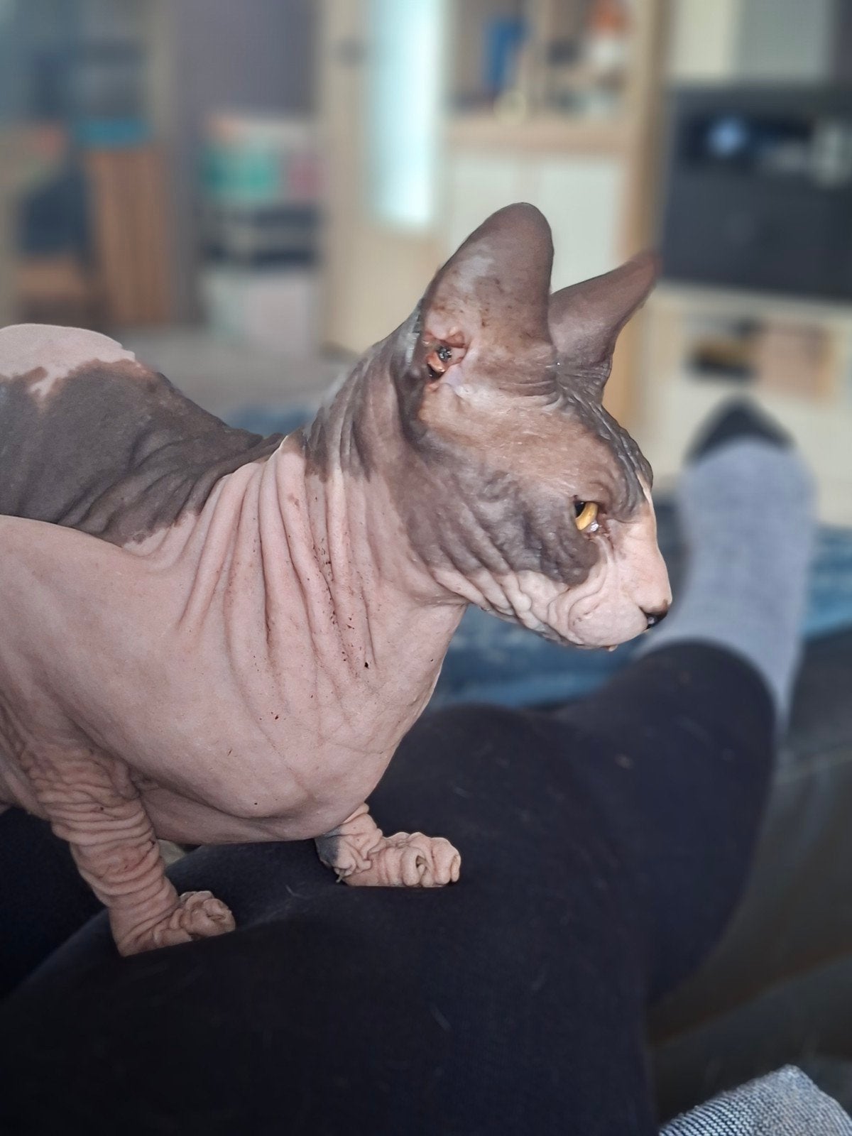 2 chats a replacer, Animaux & Accessoires, Chat, Avec pedigree, 0 à 2 ans