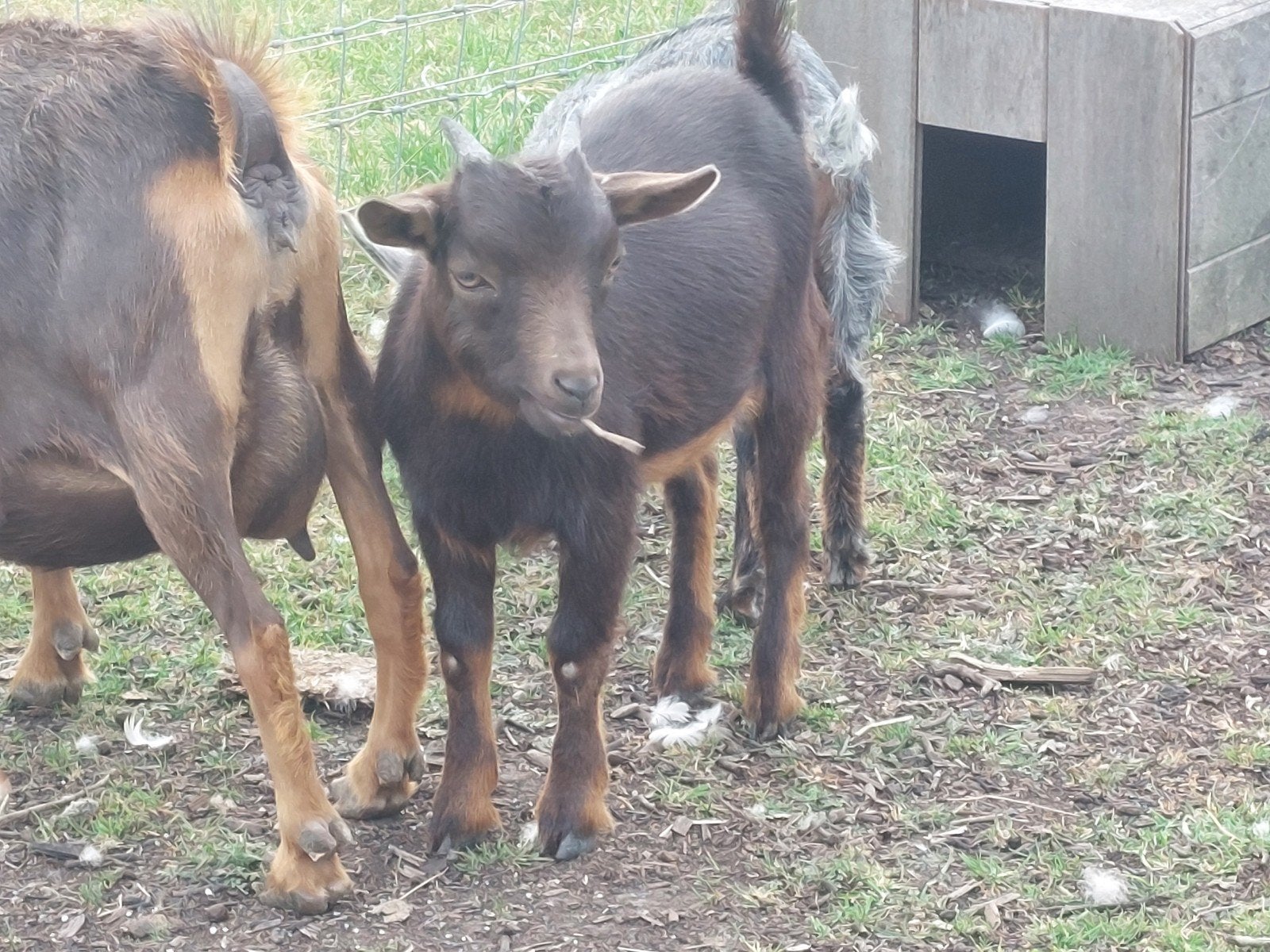 Chocotan ooike., Dieren en Toebehoren, Schapen, Geiten en Varkens, Vrouwelijk, Geit, 0 tot 2 jaar
