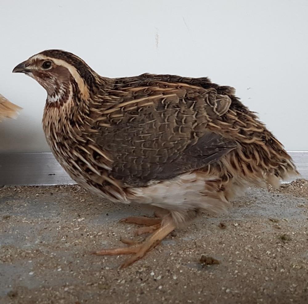 Japanse kwartels, Dieren en Toebehoren
