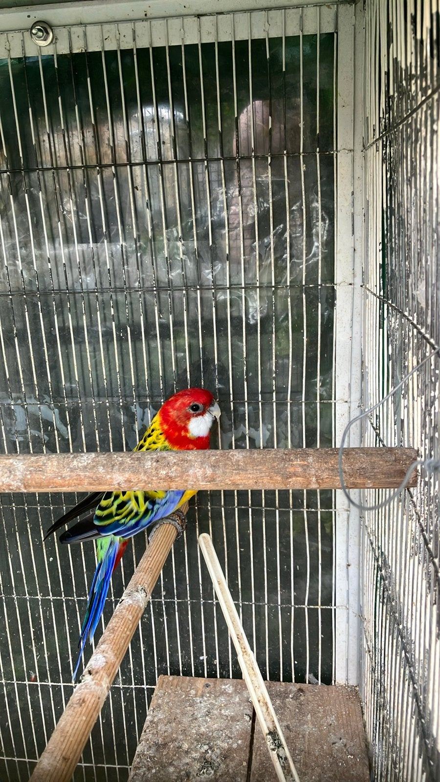PRACHTIGE HALF TAMME ROZELLA 70 EURO, Plusieurs animaux, Perruche, Domestique