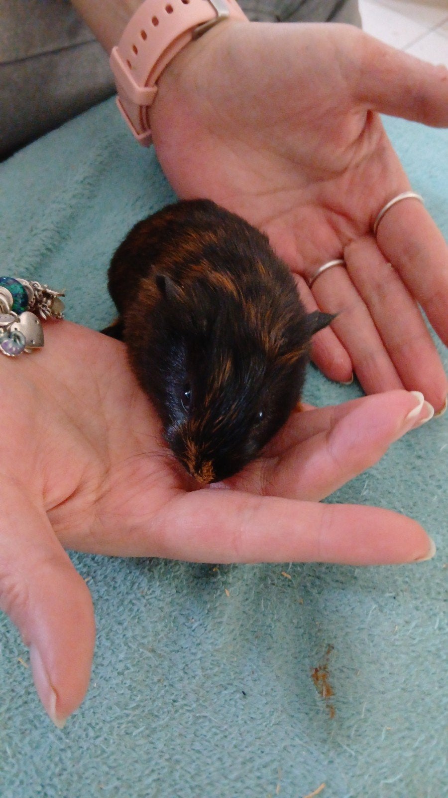Cavia beertje man, Mâle, Domestique, Avril, Cobaye