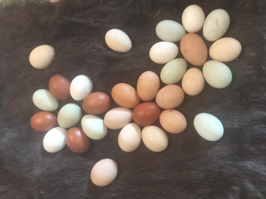 Œufs à éclore