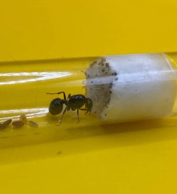 Messor Barbarus koningin met 1-5 werksters, Dieren en Toebehoren, Mieren