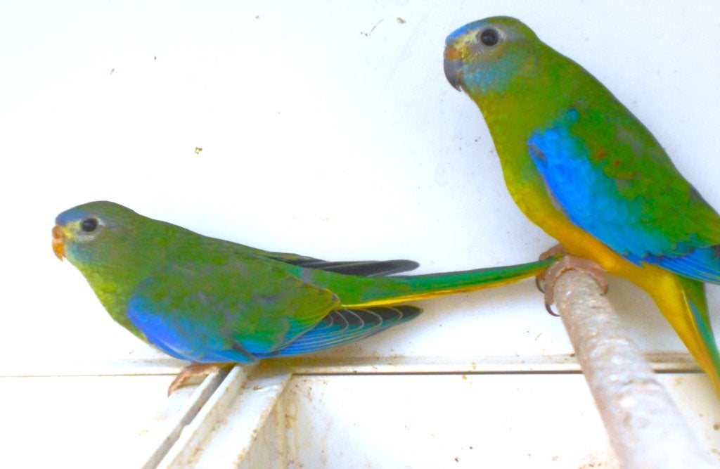 couples de turazines bagués 2026, Animaux & Accessoires, Oiseaux | Perruches & Perroquets, Perruche, Bagué