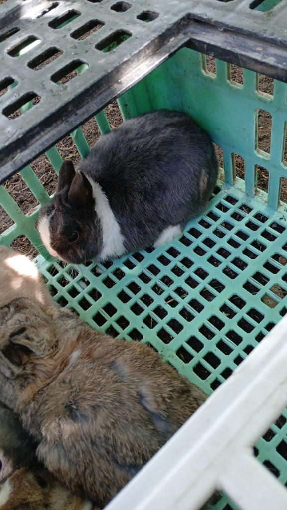 Mannetjes  konijn  15 euro, Dieren en Toebehoren