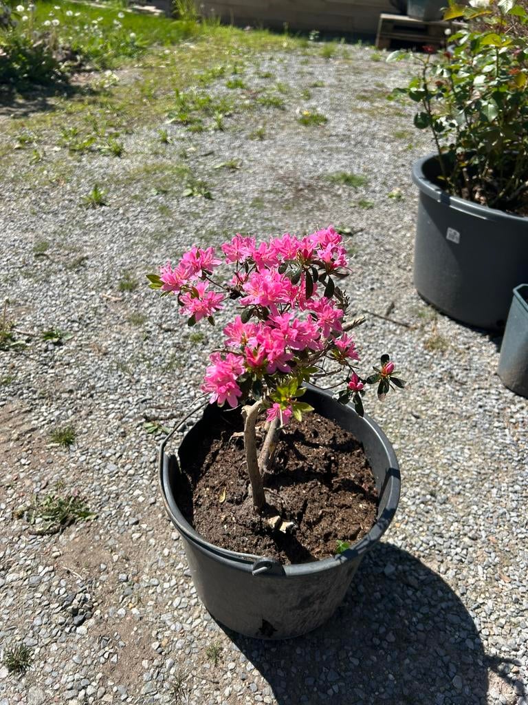 Azalea in emmer, Ophalen