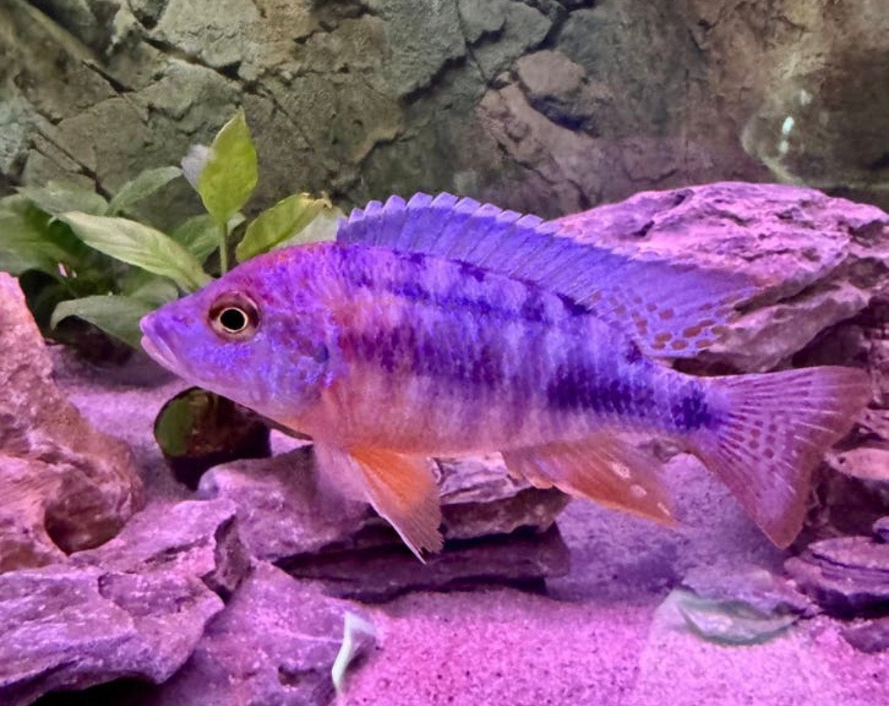 Aulonocara Multicolor OB (Orange Blotch) Peacock hybrideman, Vis, Zoetwatervis