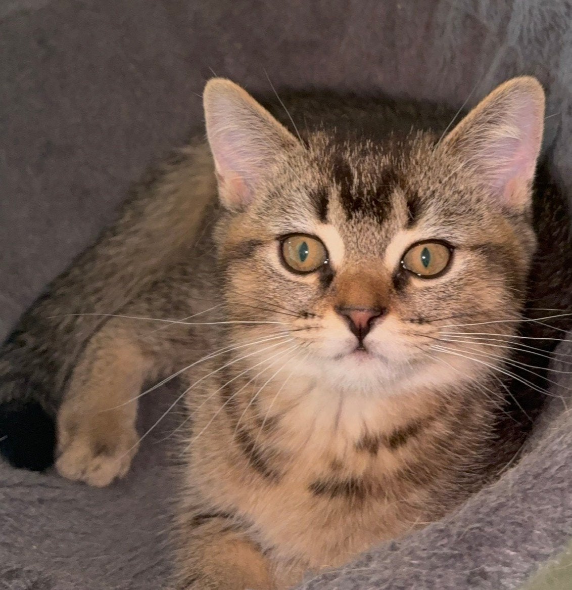 Britse korthaar, Dieren en Toebehoren, Katten en Kittens | Raskatten | Korthaar, Meerdere dieren, Gechipt, 0 tot 2 jaar