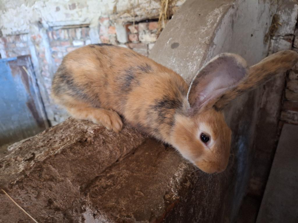Duitse reuzen, Dieren en Toebehoren, Konijnen, Meerdere dieren, Groot, 0 tot 2 jaar
