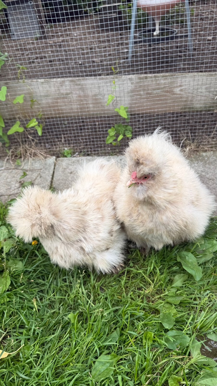 2 zijdehoen hennetjes, Vrouwelijk, Kip