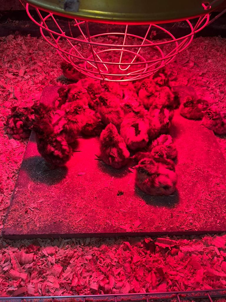 Raszuivere goudbrakel en zilverbrakel kuikens te koop, Dieren en Toebehoren, Ophalen, Zo goed als nieuw