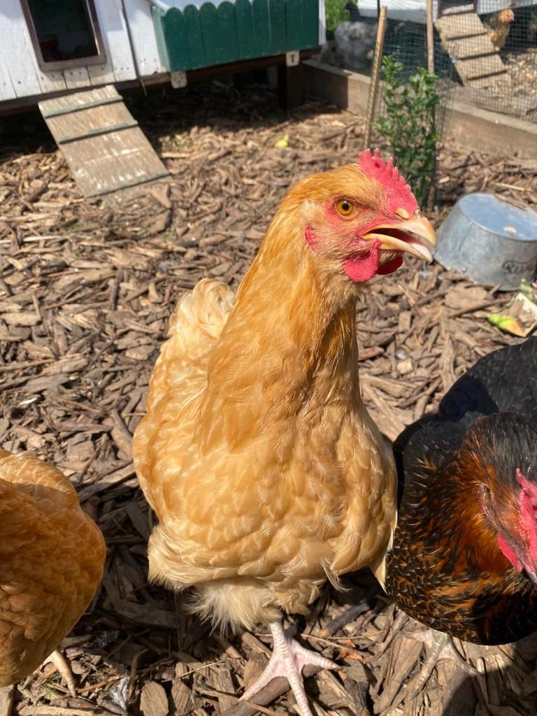 Prachtige Buff Orpington haan zoekt een nieuwe thuis, Dieren en Toebehoren, Pluimvee, Kip, Mannelijk