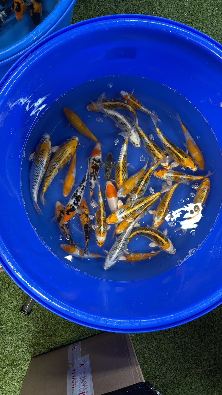 50 x koi tot 35 cm, Animaux & Accessoires, Carpe ou Koï