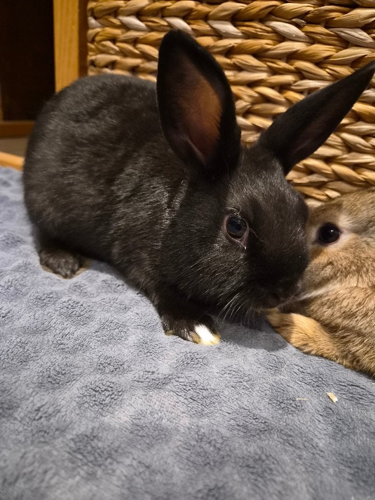 Dwergkonijn, Dieren en Toebehoren, Konijnen, Mannelijk, Dwerg, 0 tot 2 jaar