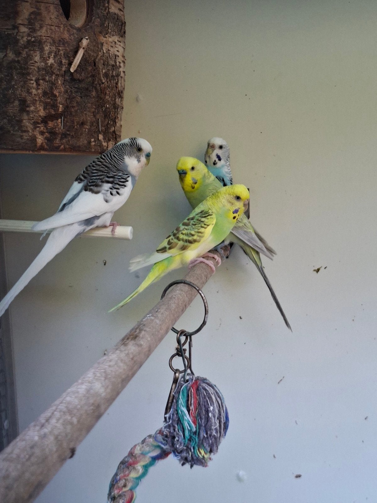 Jonge grasparkieten, Dieren en Toebehoren, Vogels | Parkieten en Papegaaien