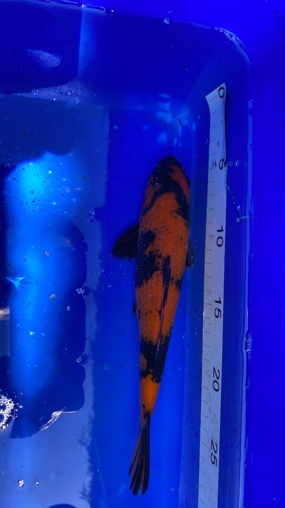 4 Japanse koi’s, Dieren en Toebehoren
