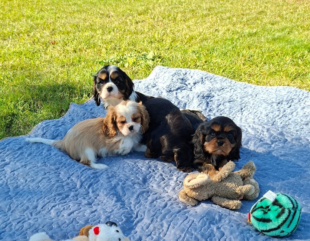 Superbes chiots Cavalier King Charles, Hépatite contagieuse (maladie de Rubarth), Plusieurs, Éleveur | Loisir, Belgique