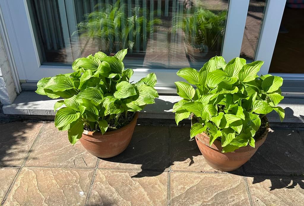 2 volwassen Hosta’s, pot inbegrepen, Ophalen, Gebruikt