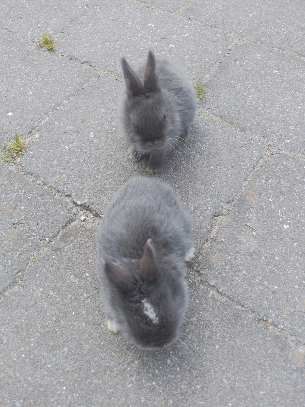 Dwergkonijnen, Dieren en Toebehoren, April