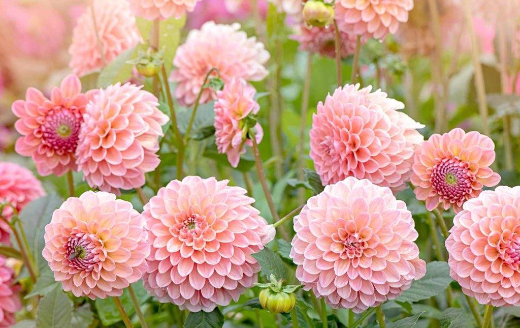Dahlia allerlei gezocht, Enlèvement, Printemps, Plein soleil, Oignon