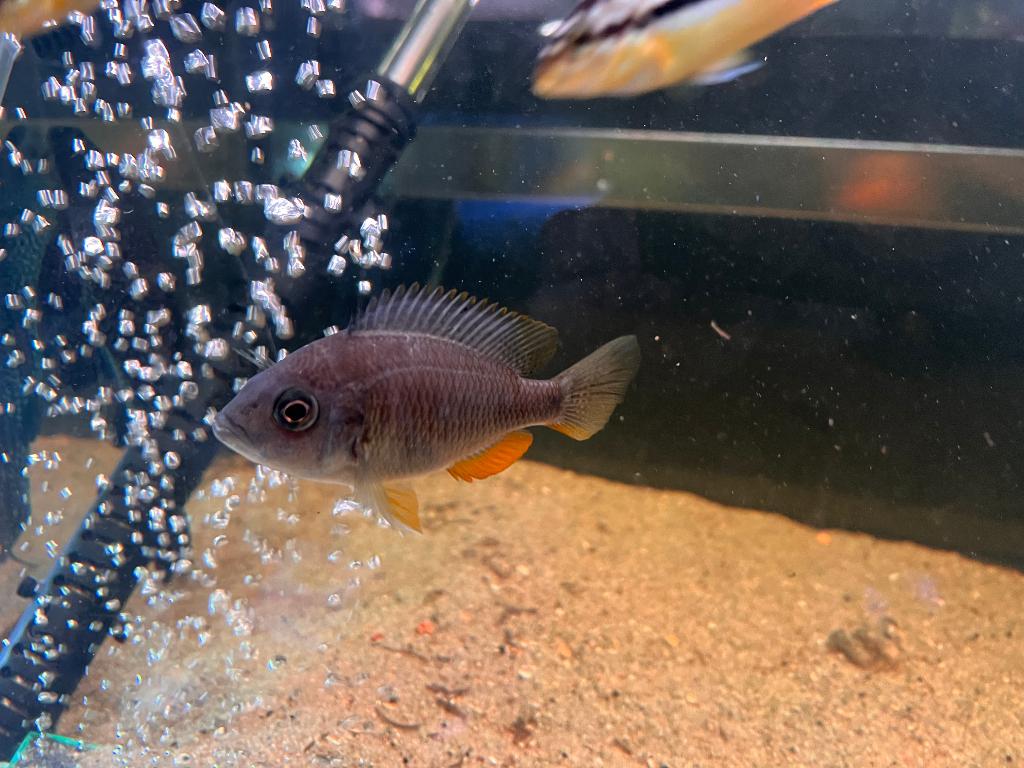 Copadichromis borleyi cichlide 8cm, Dieren en Toebehoren, Vis, Zoetwatervis