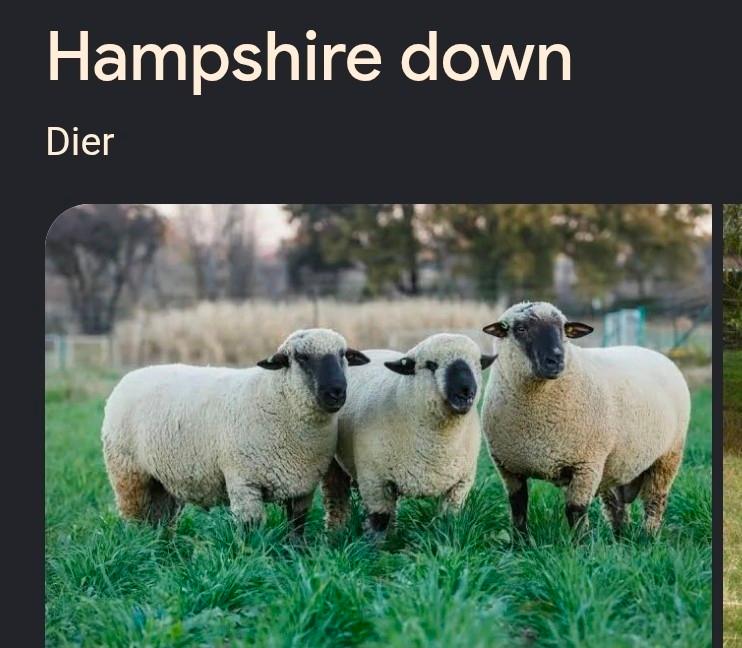 Ram te koop, Mannelijk, Schaap, 0 tot 2 jaar