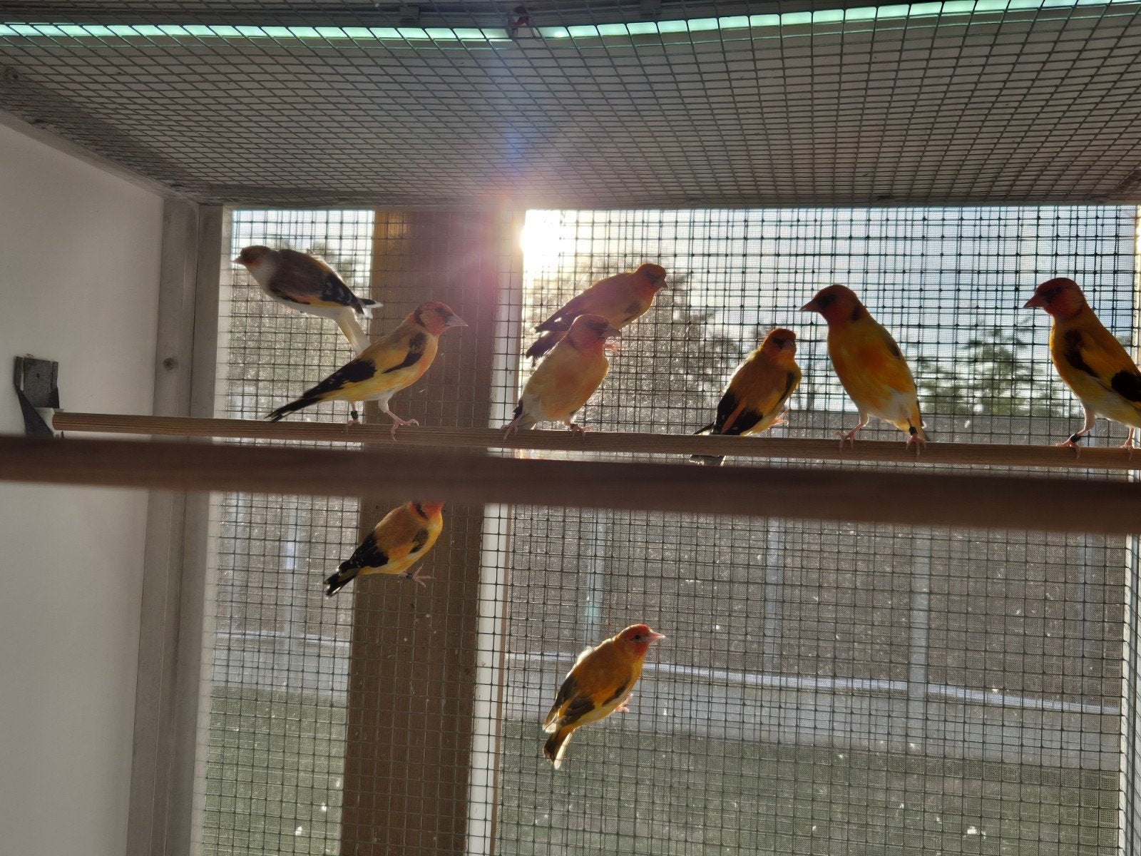 major putters, Meerdere dieren, Wildzangvogel, Geringd