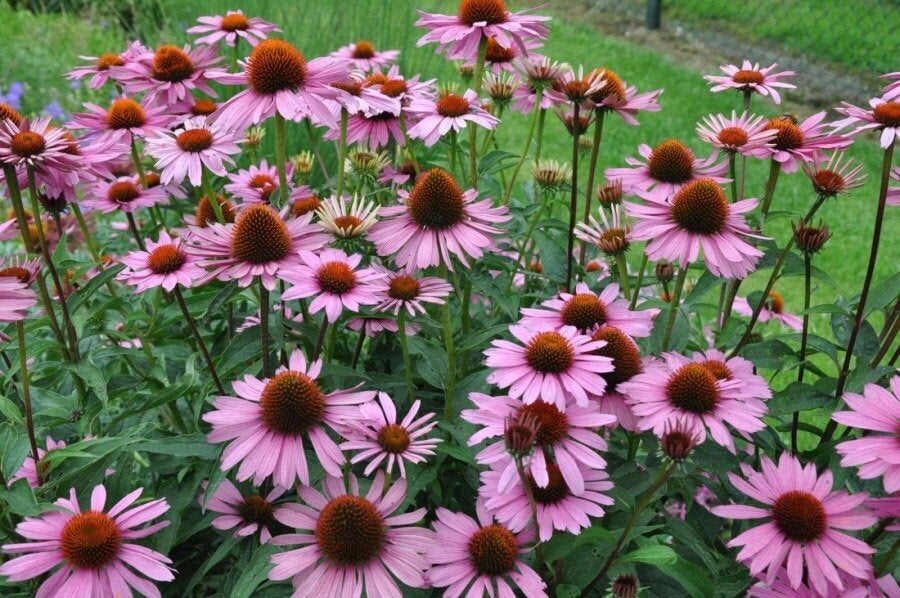 Echinacea purpurea 'Magnus' - Zonnehoed, Tuin en Terras, Ophalen, Zomer, Vaste plant, Volle zon