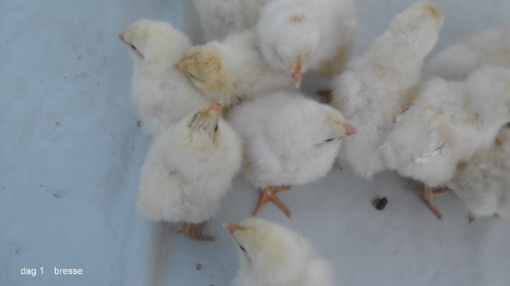 kuikens van poule de bresse, Geslacht onbekend, Kip