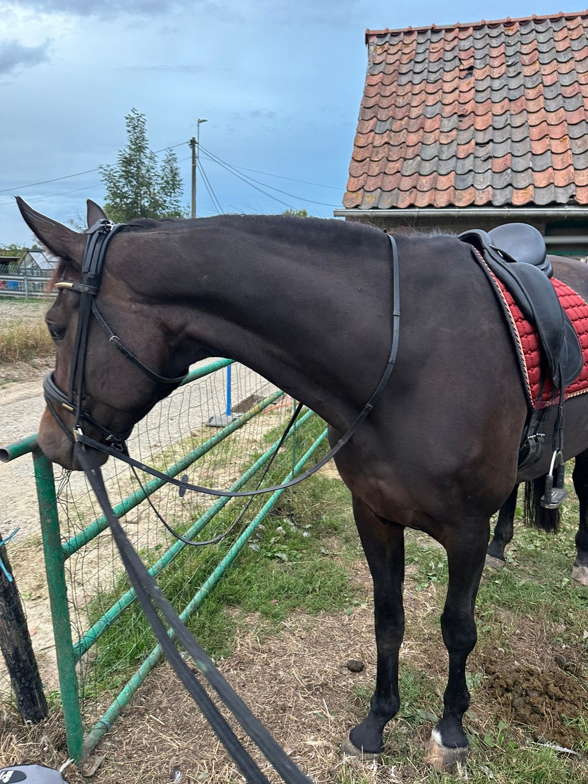 Grote KWPN recreatiemerrie dressuur, Dieren en Toebehoren, Merrie, 170 tot 175 cm, L, 7 tot 10 jaar