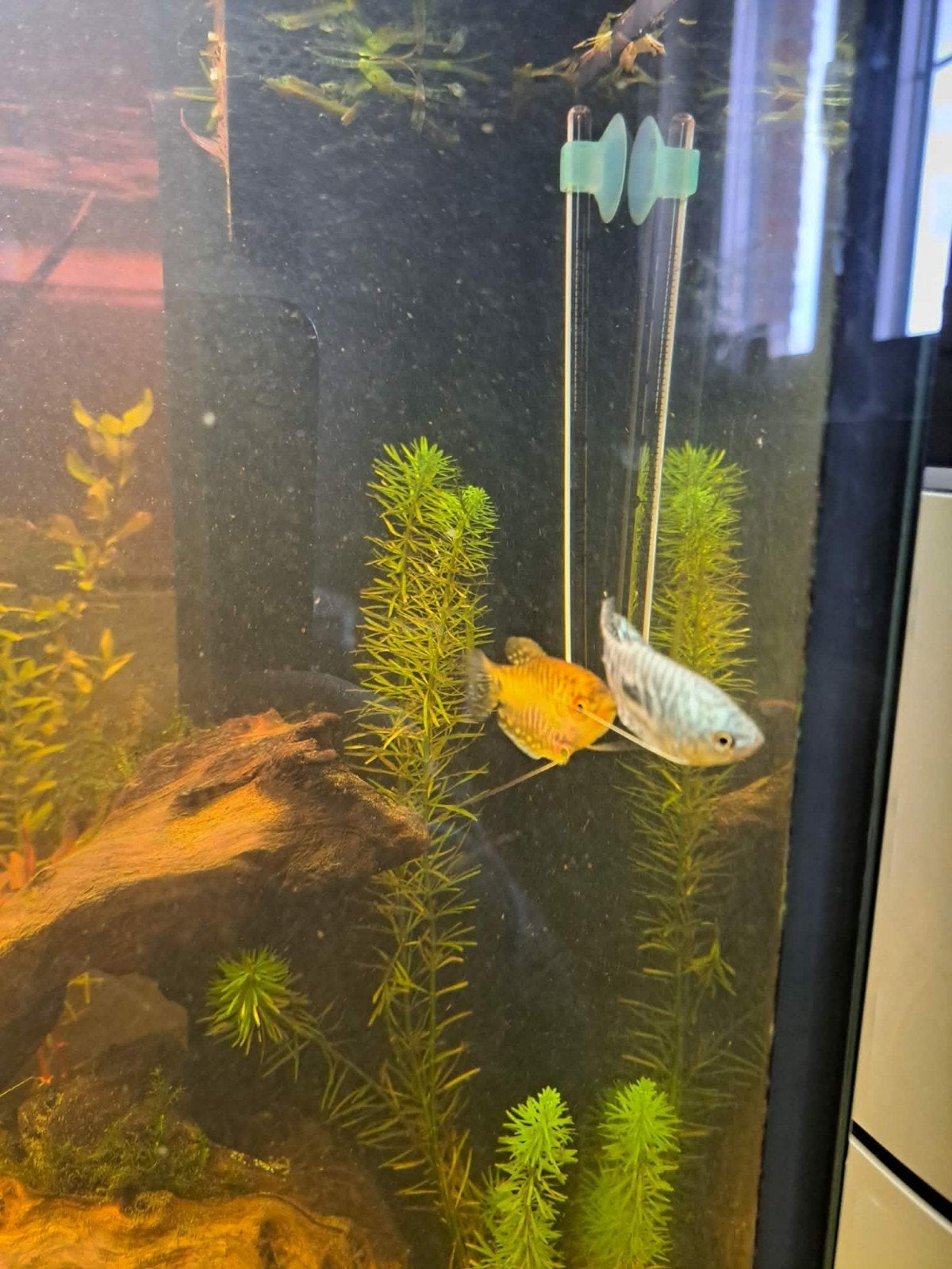gourami koppel, Dieren en Toebehoren, Vissen | Aquariumvissen
