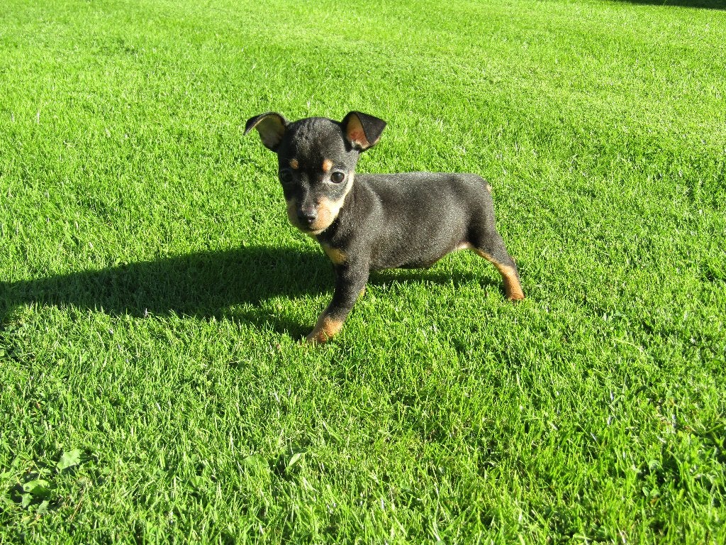 Pinscher puppy's nieuw nestje, Dieren en Toebehoren, België, Overige rassen, CDV (hondenziekte), 8 tot 15 weken