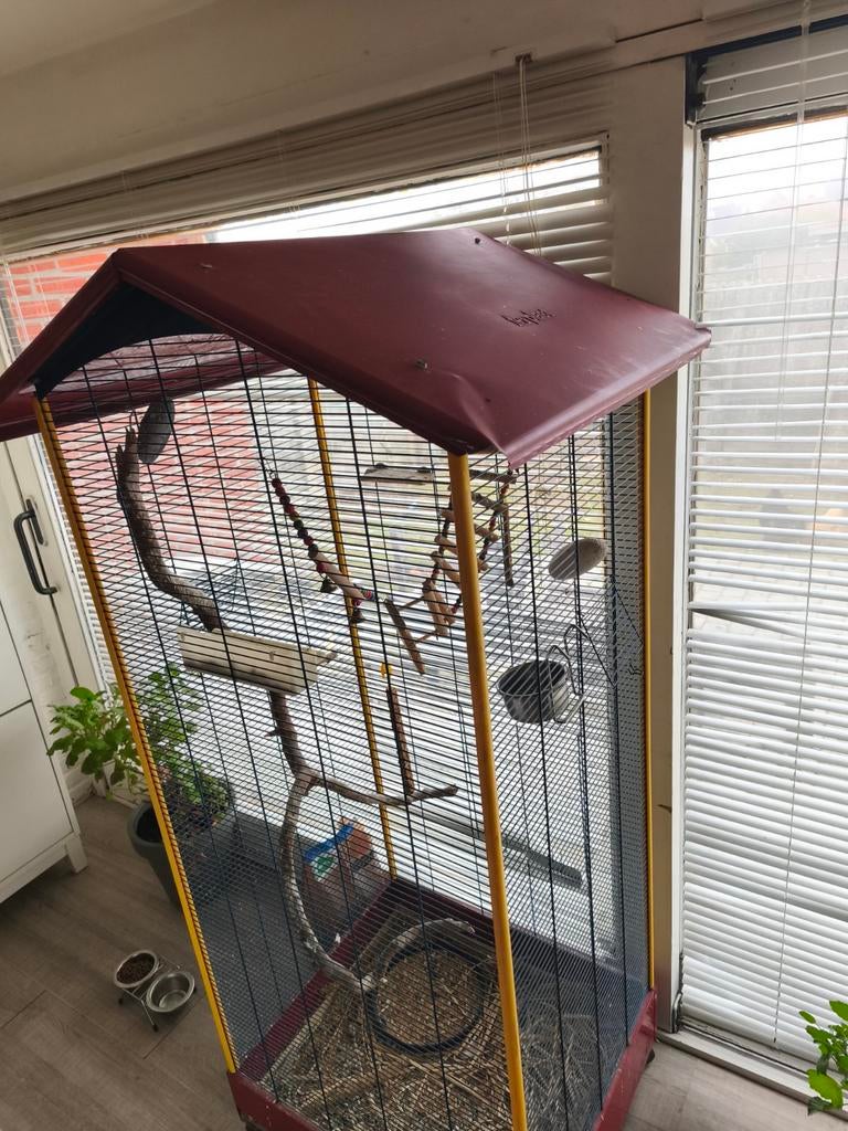 Silvere valk parakiet met kooi vrouwtje NOG NIET VERKOCHT!!!, Dieren en Toebehoren, Ophalen, Zo goed als nieuw