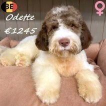 Odette - jolie Lagotto Romagnolo au charme naturel, 15 semaines à 1 an, Commerçant, Maladie de Carré (chiens), Belgique