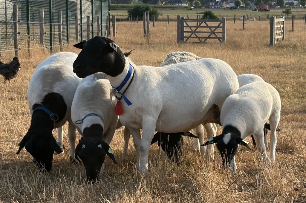 Winter begrazing schapen, Dieren en Toebehoren, Schaap