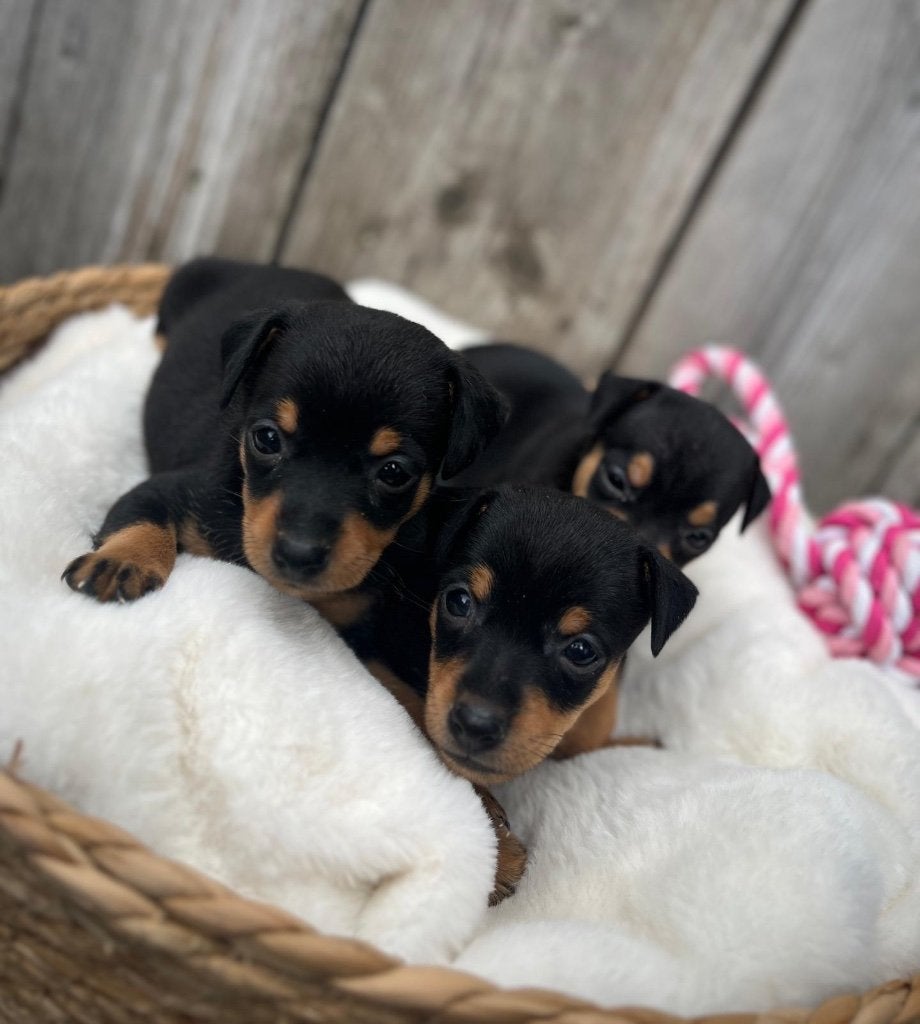 Prachtige dwergpinscher pups, Dieren en Toebehoren, België, Overige rassen, CDV (hondenziekte), 8 tot 15 weken