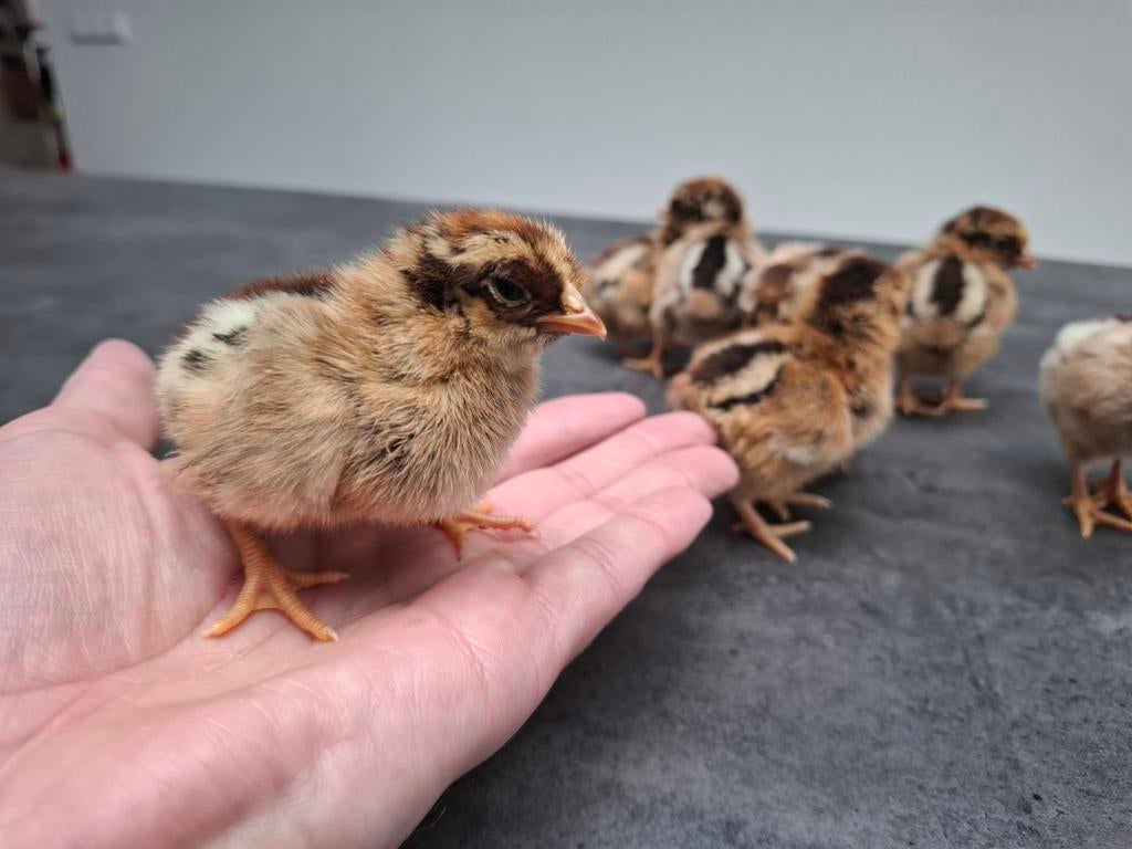 Barnevelder Kriel Dubbelgezoomd kuikens 100%hen garantie, Vrouwelijk, Kip