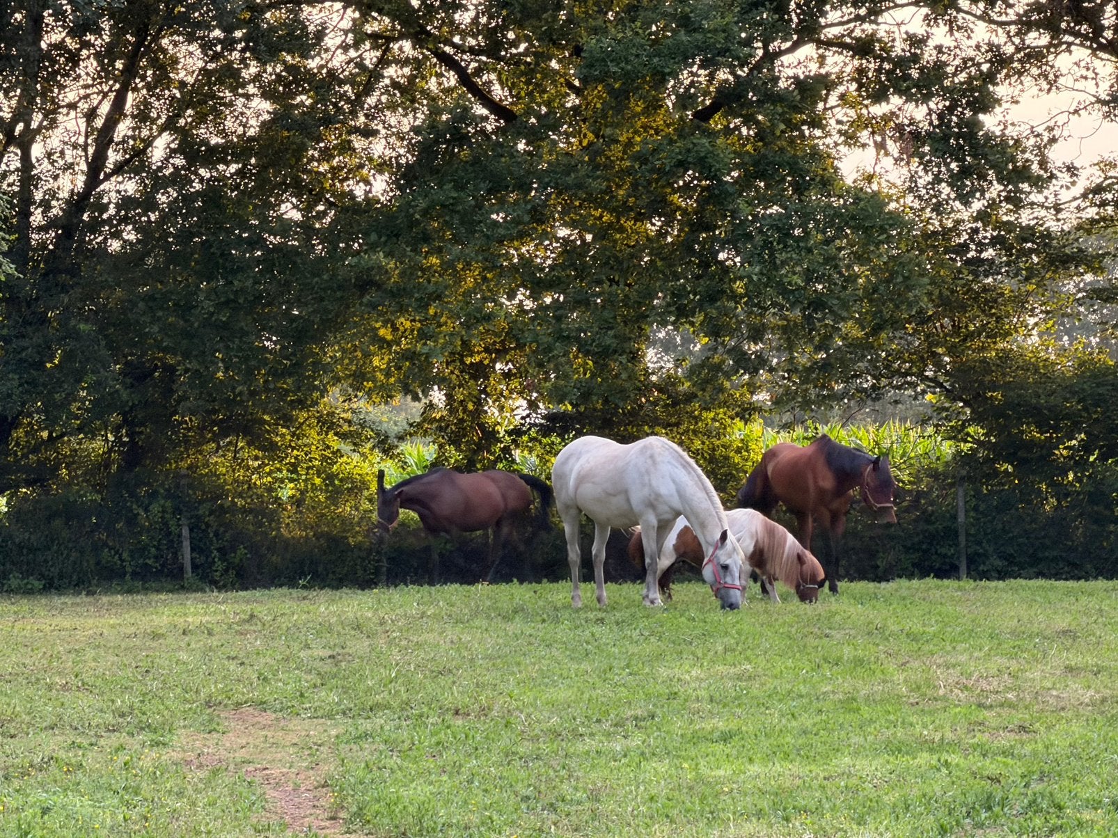 Aangeboden voor halve stal, Dieren en Toebehoren
