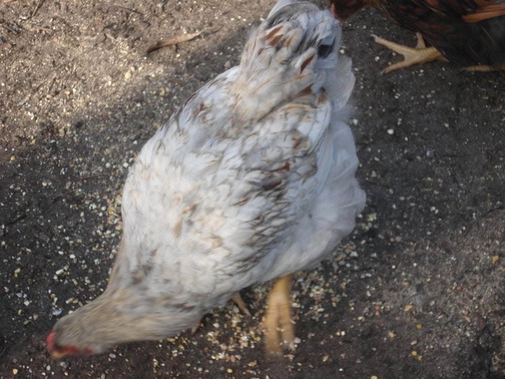 gezoomde wyandotte haan, Mâle, Poule ou poulet