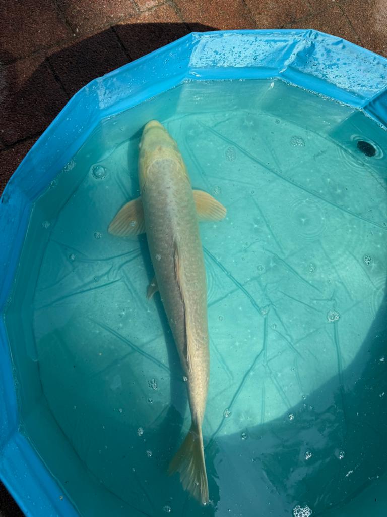 Koi platinum ogon