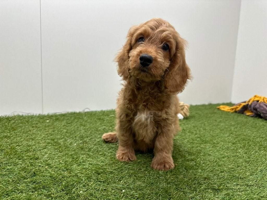 Cockapoo pups (F1)