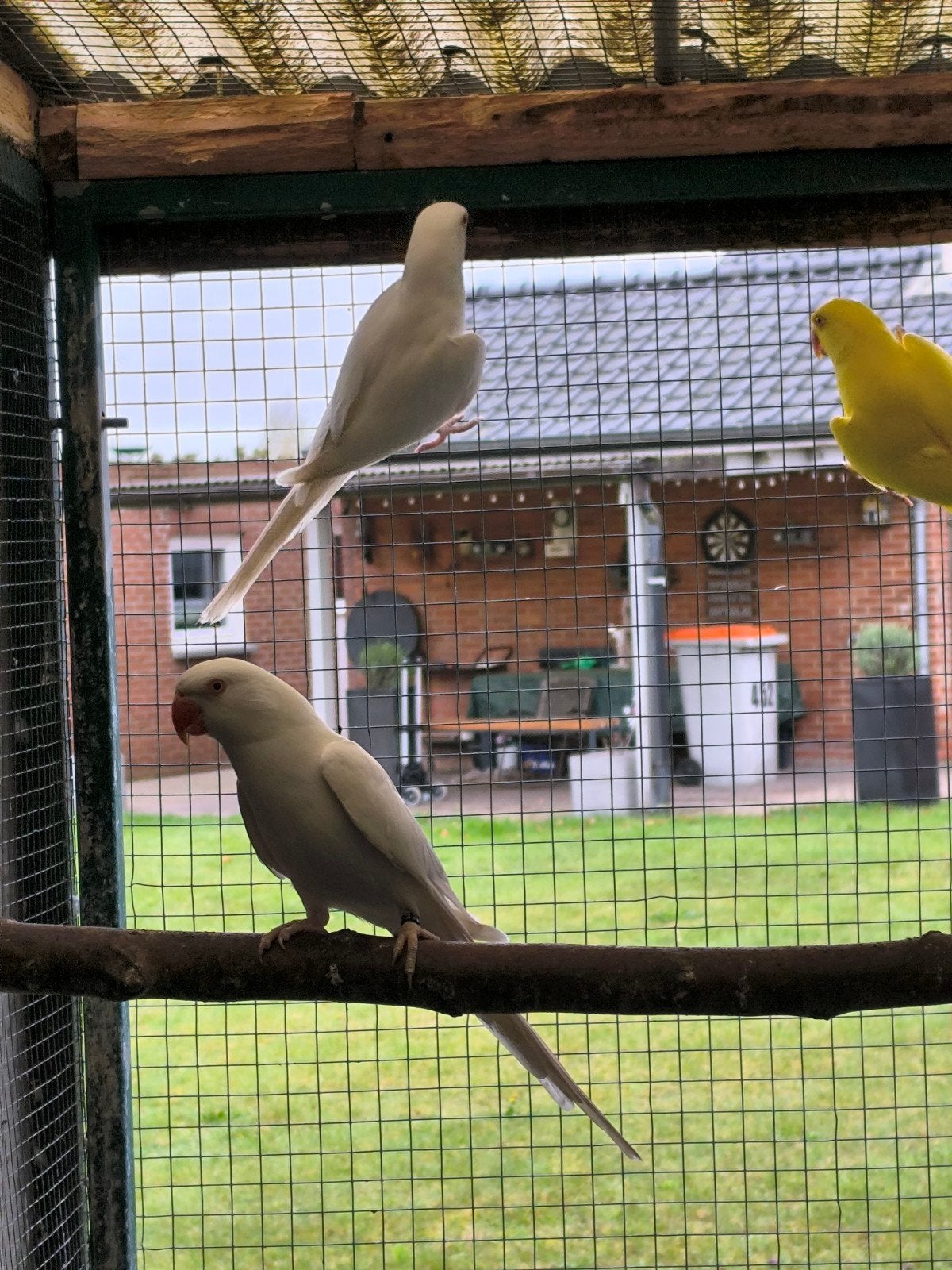 Halsbandparkiet albino, Dieren en Toebehoren, Geringd