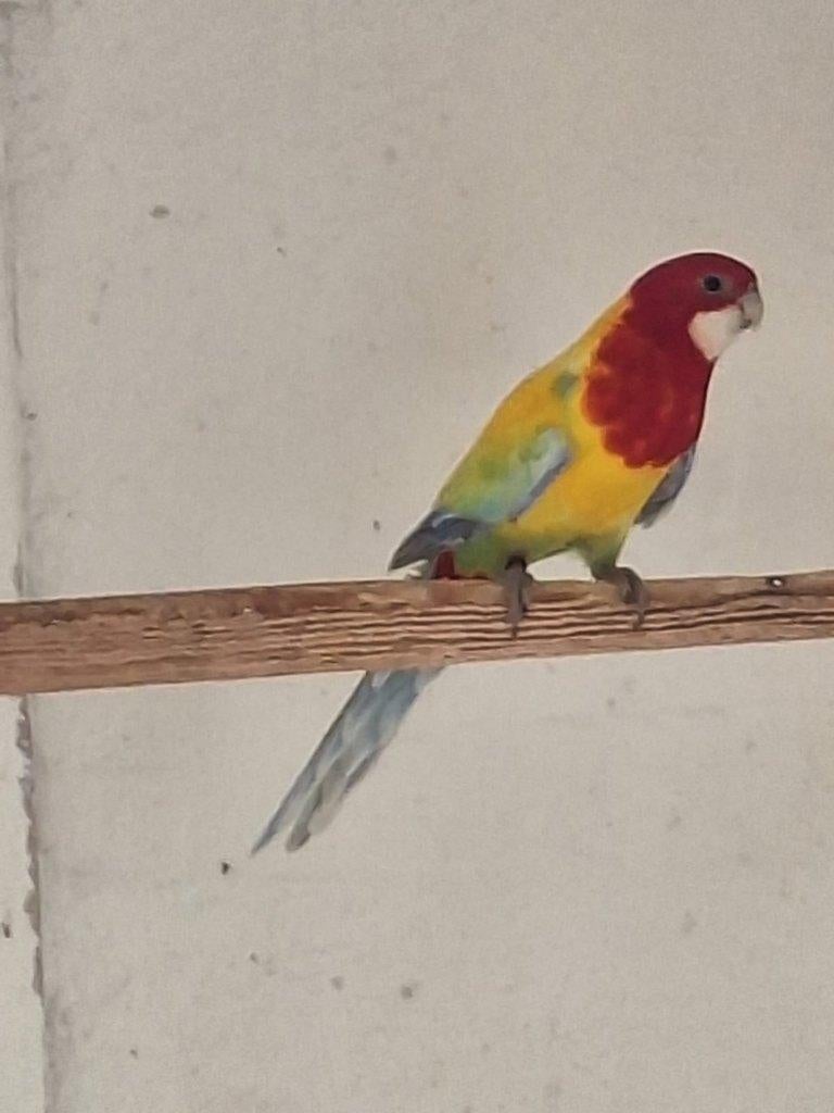 Golden rosella, Dieren en Toebehoren, Meerdere dieren, Parkiet, Geringd