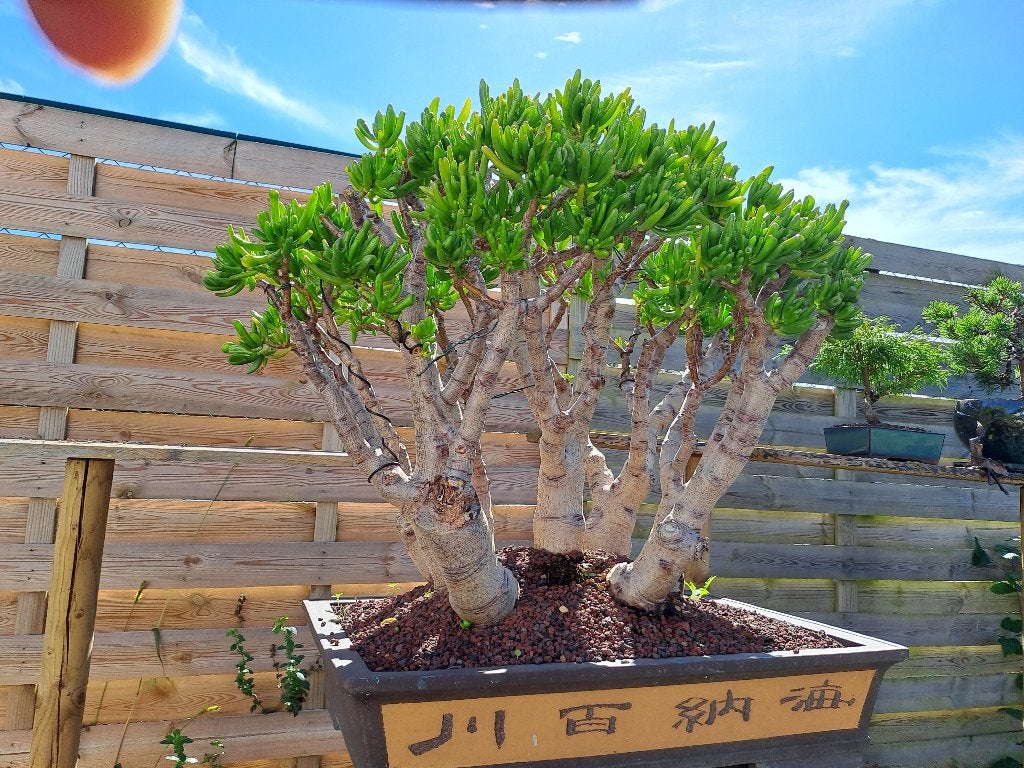Bonsai van crassula ovata hobbit, Autres espèces, Ne fleurit pas, Plein soleil, Enlèvement