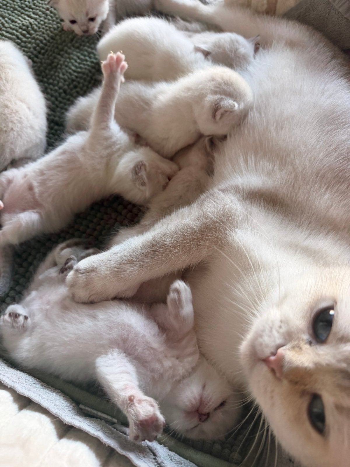 Brits Korthaar Point Kittens, Dieren en Toebehoren, Meerdere dieren, Gechipt, 0 tot 2 jaar