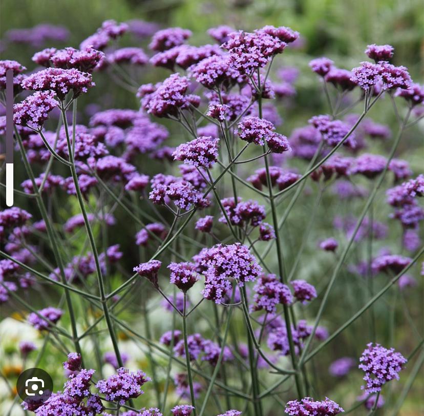 Verbena plantjes, Tuin en Terras, Vaste plant, Halfschaduw, Zomer, Ophalen