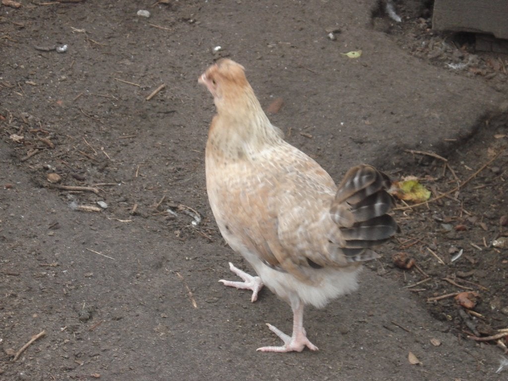 groenlegger hen, Dieren en Toebehoren, Pluimvee, Vrouwelijk, Kip
