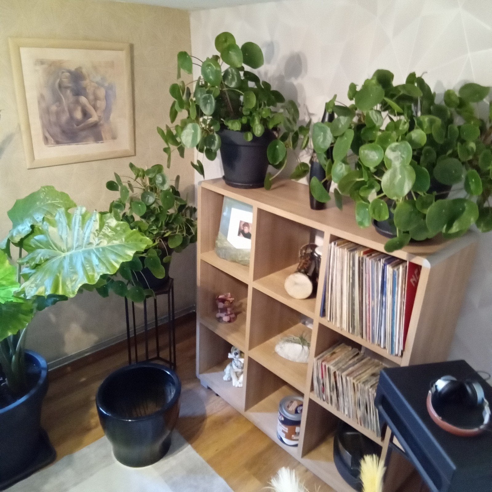 olifantsoor en vaderplanten  en pannekoekenplanten  en jonge, Ophalen