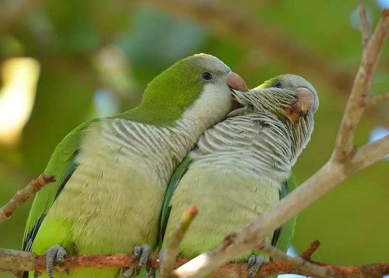 Recherche conure veuve, Animaux & Accessoires, Juin, Femelle