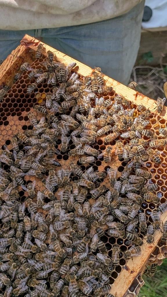 Colonie d'abeilles et nid d'abeilles, Animaux & Accessoires, Insectes & Araignées